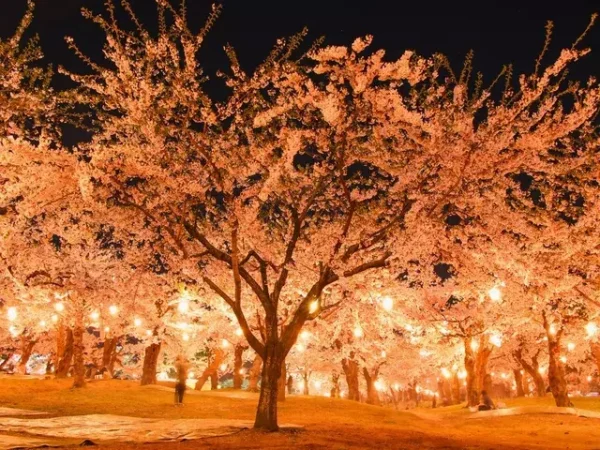 桜夜 京都 嵐山公園の夜桜写真